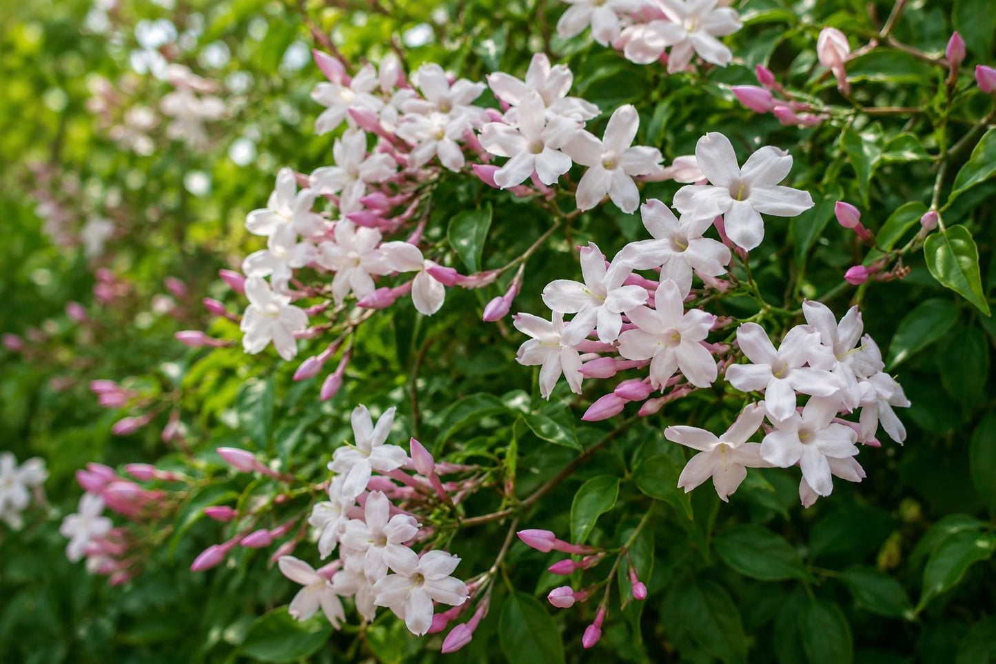 Polyanthum Jasmine Vine Plant - Pink Flowers - Fragrant Indoor/Outdoor - Jasminum polyanthum - Low Maintenance Climbing Vine