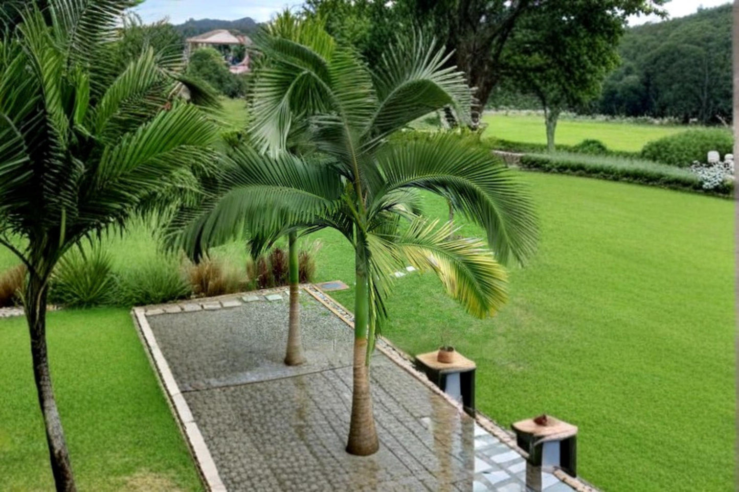 King Palm Seeds 5 Pack - Archontophoenix alexandrae - Tropical Palm for Landscape & Container Planting