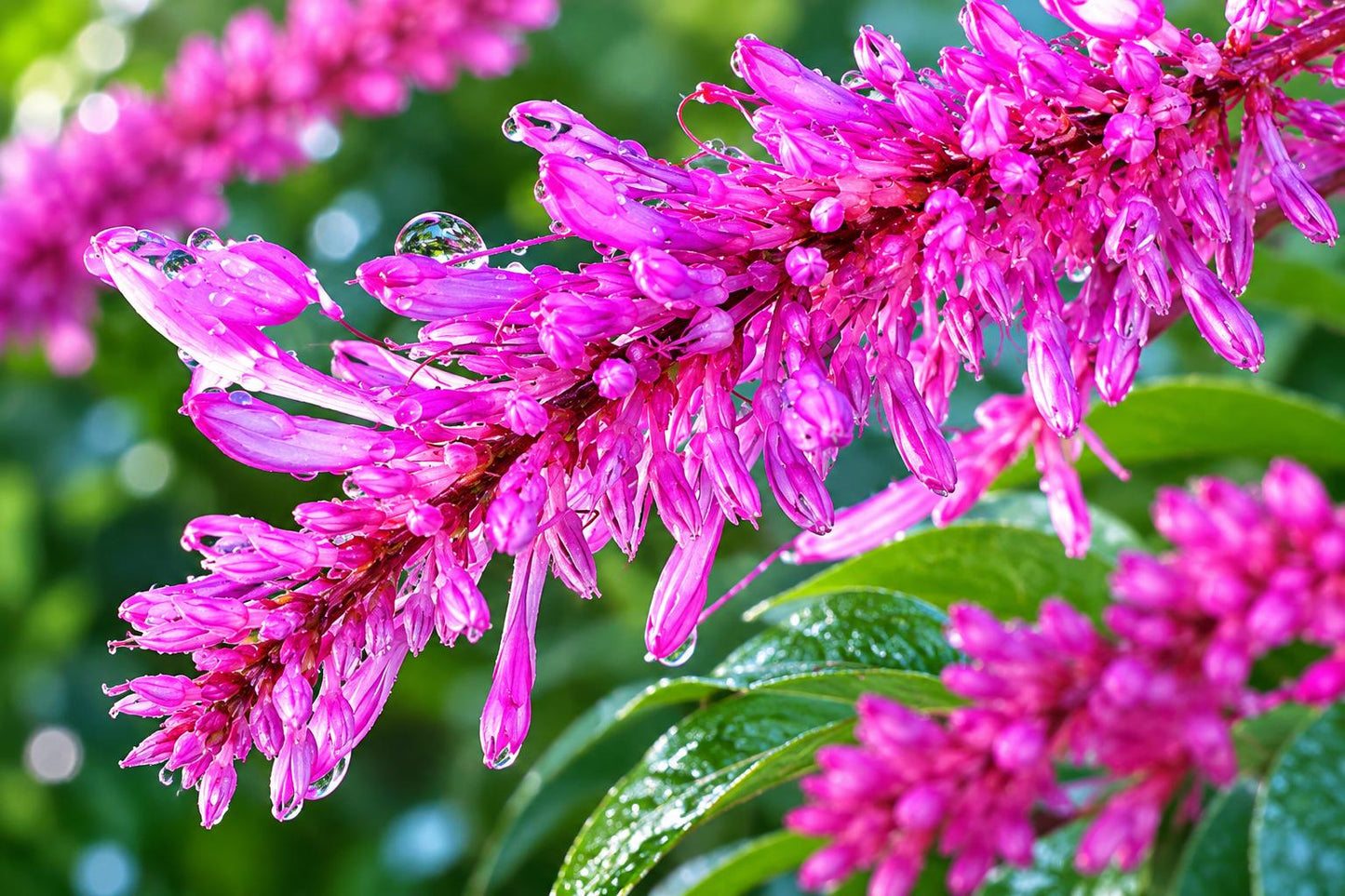 Purple Firespike Plant - Semi-Tropical Perennial Shrub - Attracts Butterflies - Odontonema callistachyum