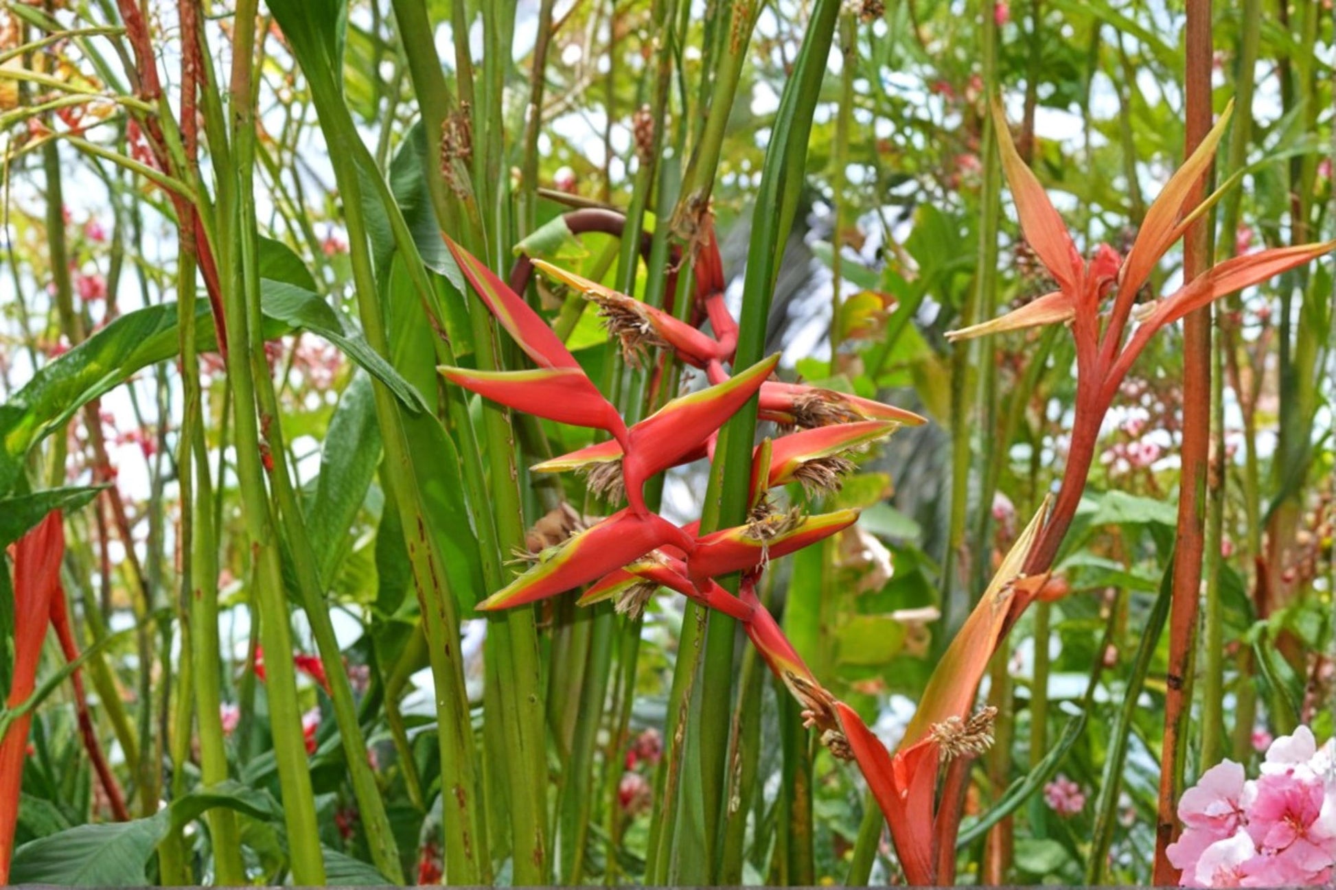 Gold Heliconia Seeds - 10 Seeds - Tropical Flowering Plant with Yellow Bracts - Heliconia champneiana