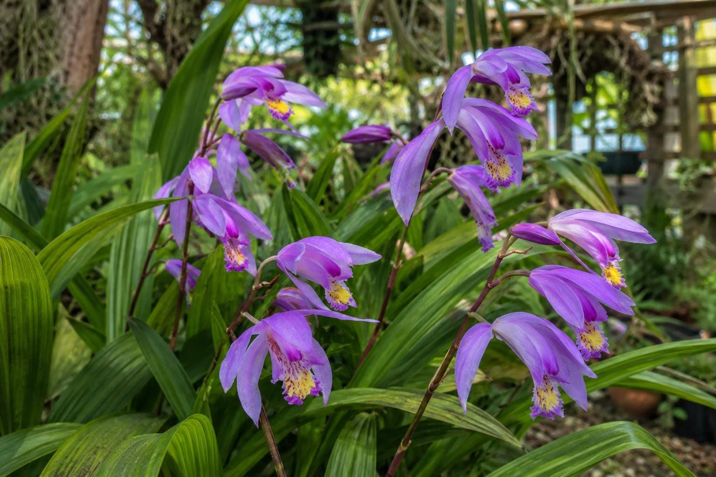 Bletilla Orchid Plant 8-10 inches Lavender Ground Orchid Bletilla striata 'Kate' Rare Perennial for Garden or Containers