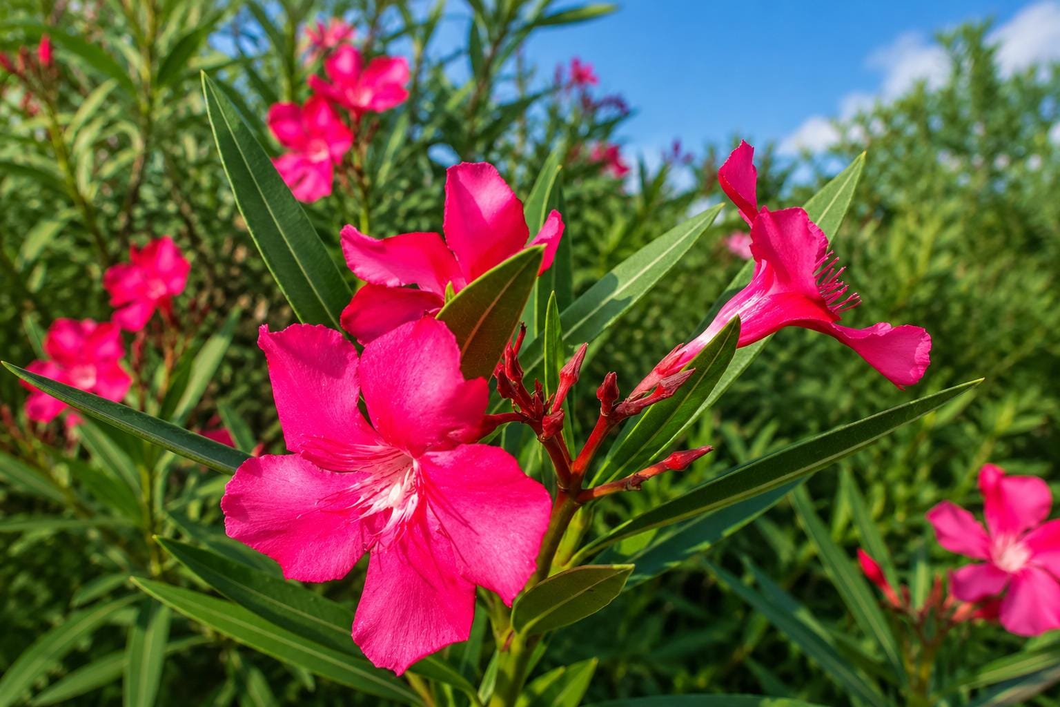 Calypso Semi-Tropical Plant - Hot Pink Flowers - Nerium Oleander - Salt Tolerant - Coastal Garden Shrub
