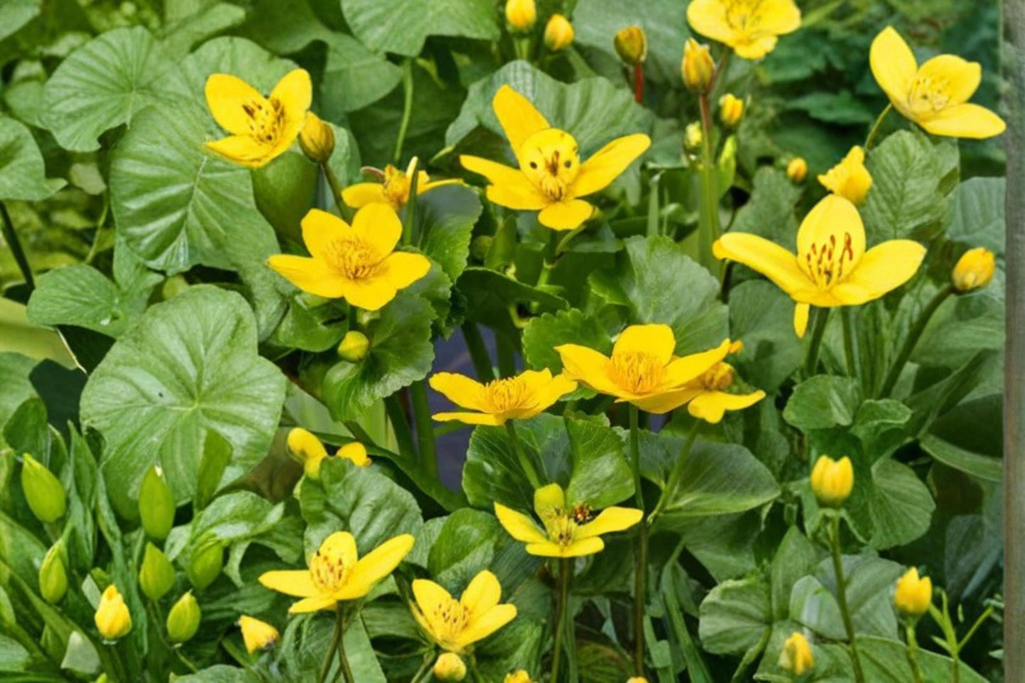 Marsh Marigold Seeds 50 Pack - Caltha palustris - Perennial Yellow Flower for Wetlands & Water Gardens