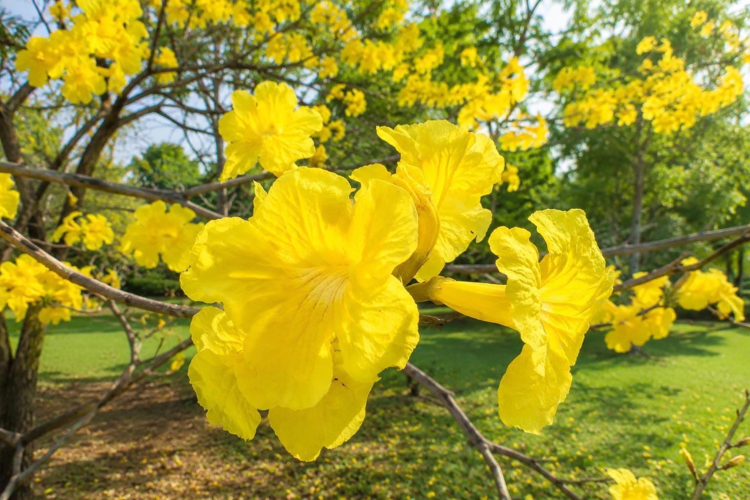 Golden Trumpet Tree Plant - Tropical Variety - Yellow Flowers - Tabebuia chrysotricha - Low Maintenance Garden Tree