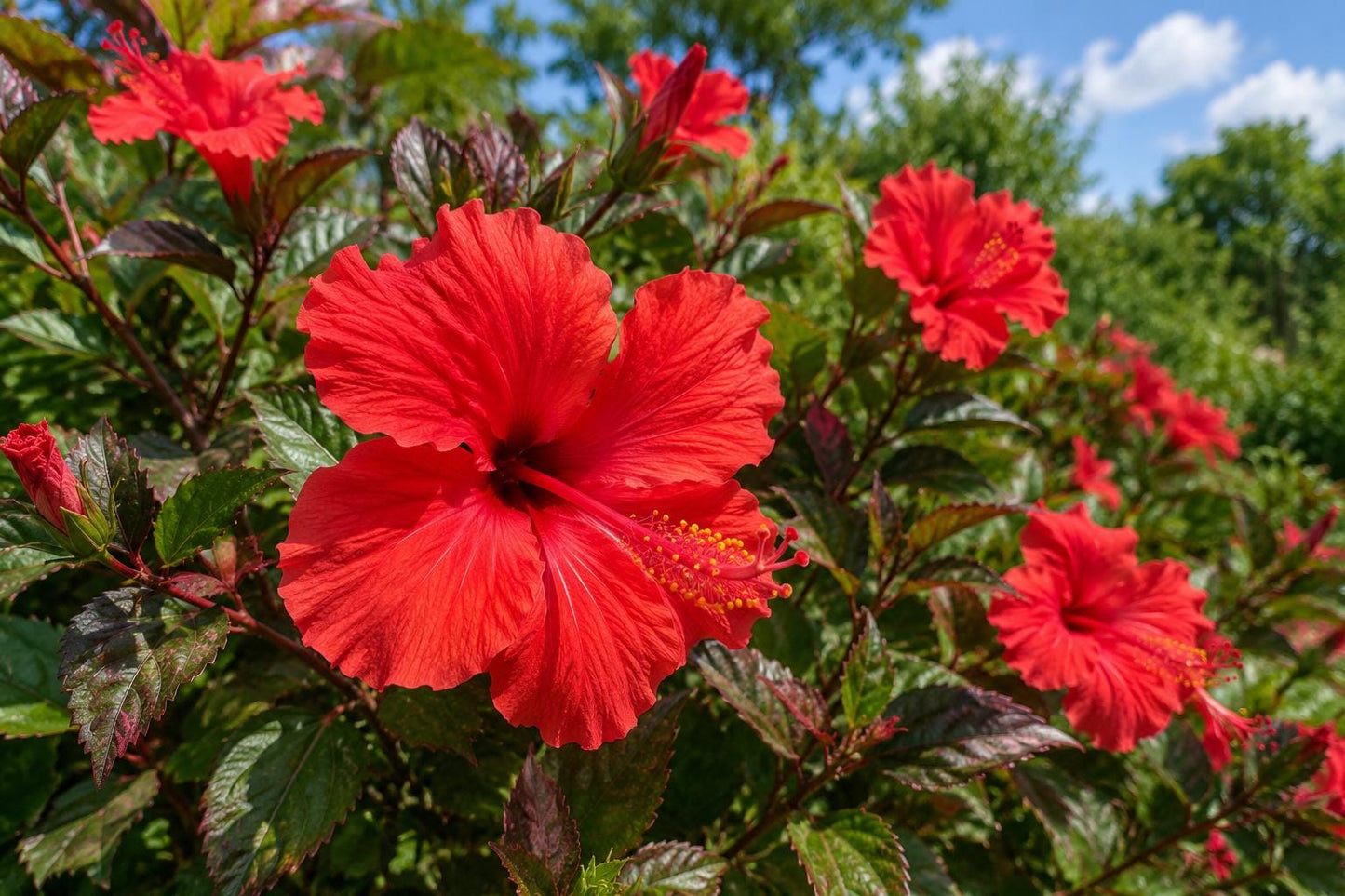 Tropical Hibiscus Plant 4-Inch Rose Queen Variety Multi-Color Variegated Leaves Hibiscus rosa-sinensis