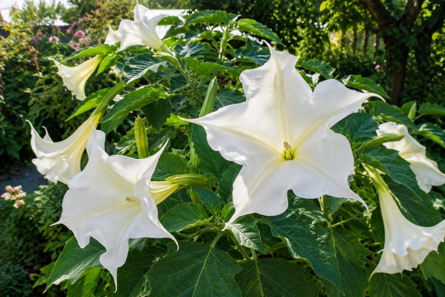 Brugmansia Plant Seedling - Cream White Flowers - Fragrant Tropical Angels Trumpet (Brugmansia spp.) - Rare Variety