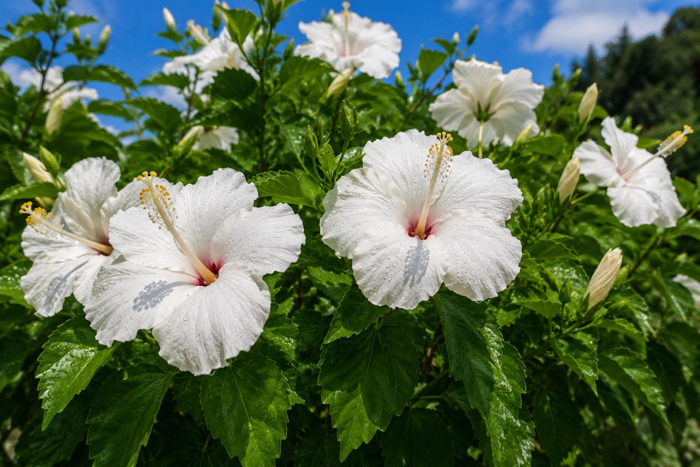 Tropical Hibiscus Plant - Large Whipped Cream Variety - White Pink Flowers - Hibiscus rosa-sinensis - Easy to Grow