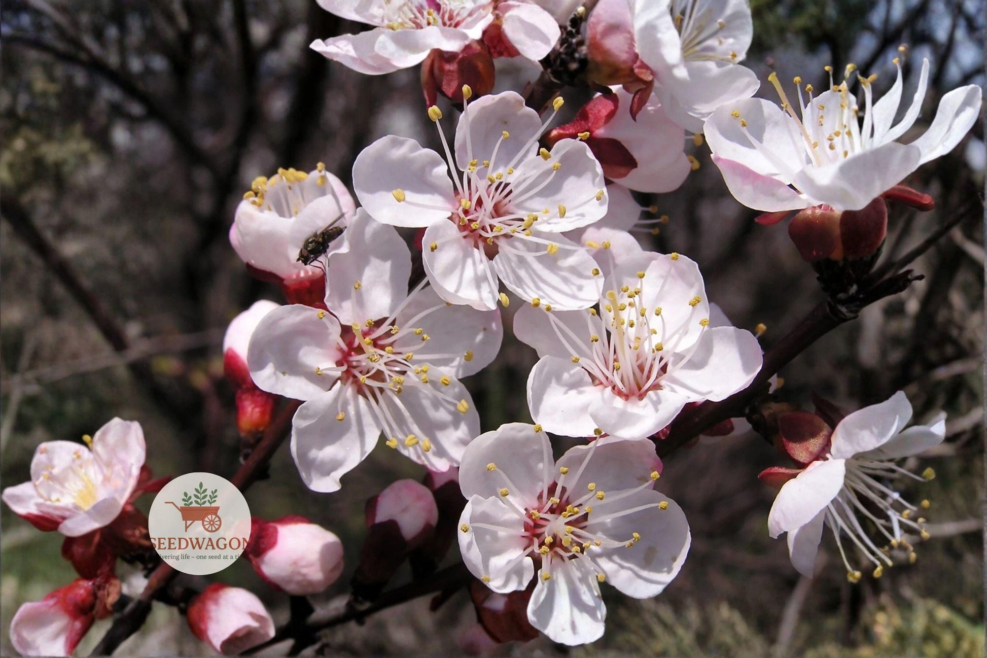Mandchurian Apricot Seeds - 16 Pack - Hardy Edible Fruit Tree (Prunus armeniaca mandshurica) - Cold Hardy, Ornamental, Pink Flowers