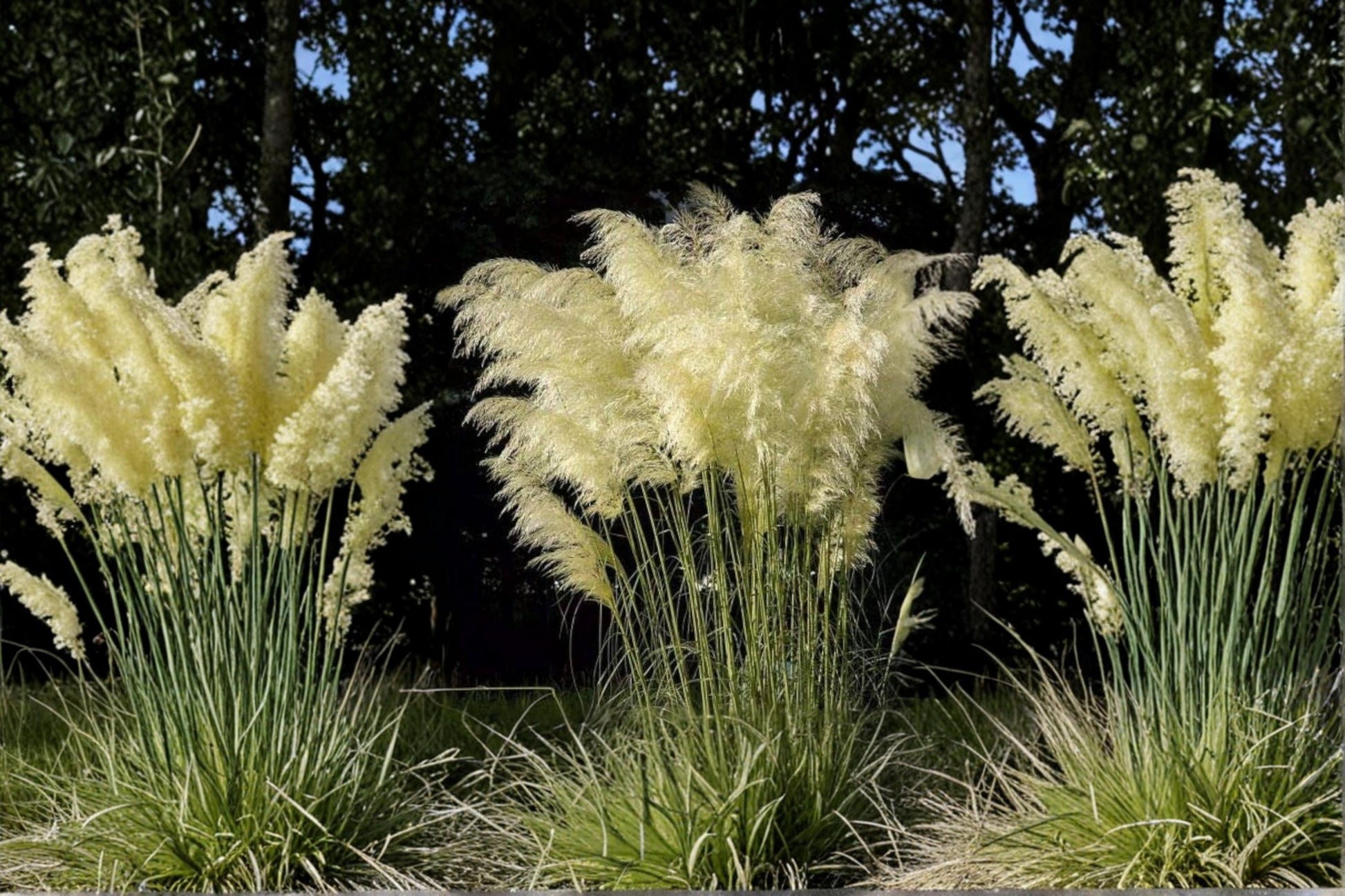 White Pampas Grass Seeds - 100 Count - Cortaderia selloana - Ornamental Grass for Landscaping, Tall White Plumes