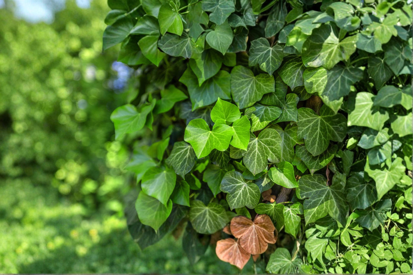 English Ivy Seeds - 30 Pack - Climbing Vine with Evergreen Foliage - Hedera helix - Ideal for Walls & Ground Cover