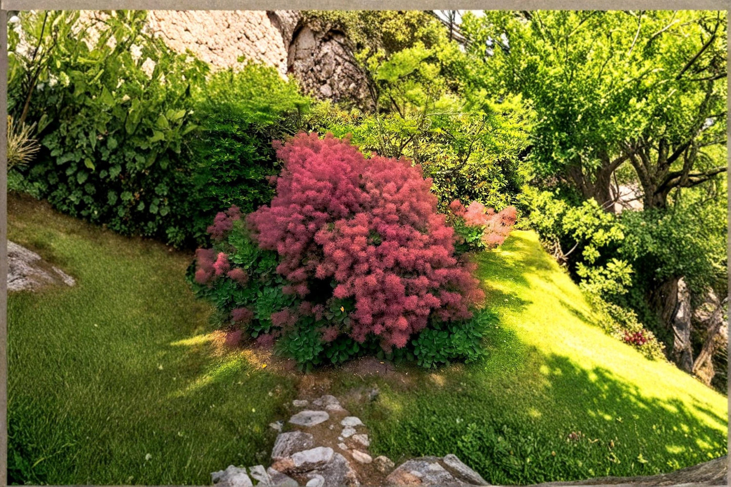 Smoke Tree Seeds 40 Pack - Cotinus coggygria - Deciduous Shrub with Airy Flower Clusters - Ideal for Gardens and Landscapes