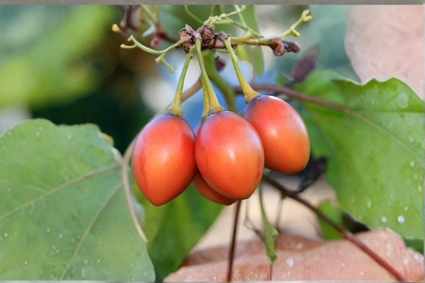 Tamarillo Tomato Tree Seeds - 10 Seeds - Solanum betaceum - Tropical Fruit Plant for Garden & Container Growing