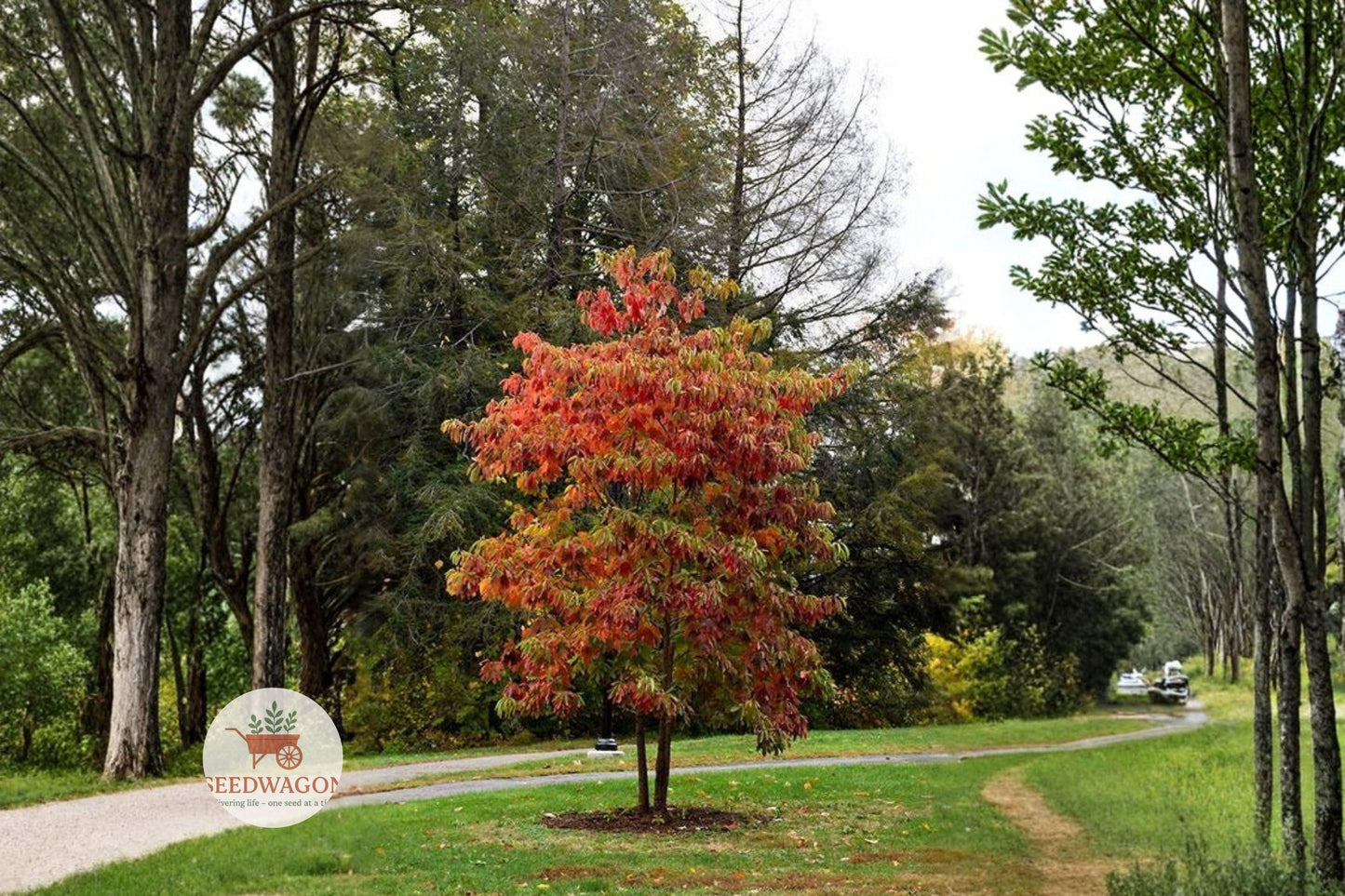 Fragrant Sassafras Tree Seeds - Hardy Native Shade Tree, Colorful Fall Foliage, Unique Mitten Leaves, Sassafras albidum, 10 Seeds