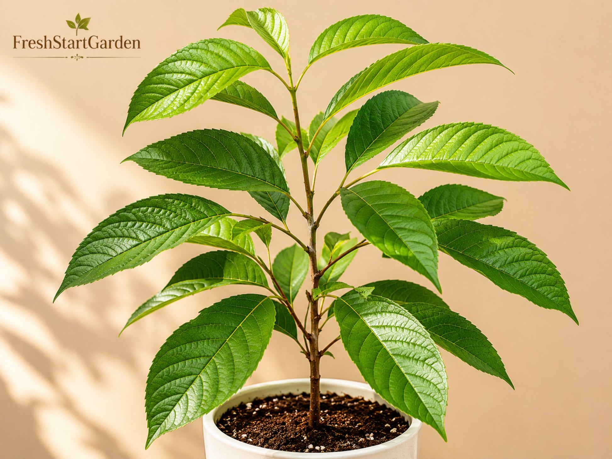 Black Cherry Tree Bare Root 12-24" Prunus serotina Native Deciduous Shade Tree for Wildlife Garden