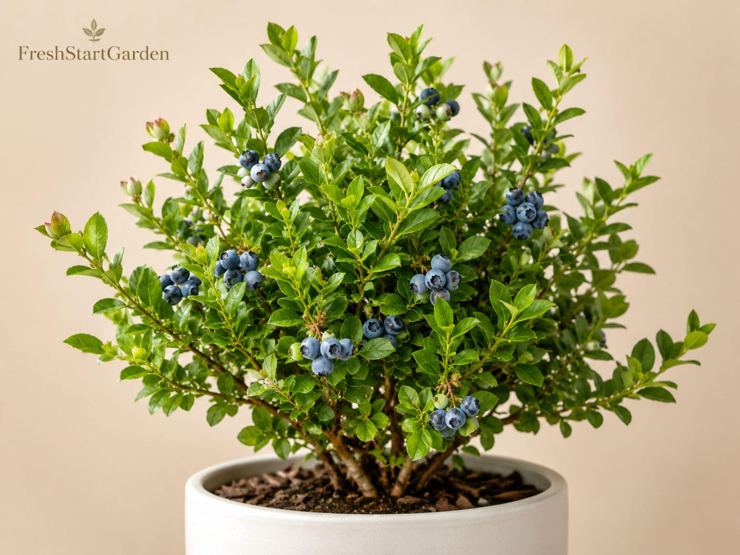 Top Hat Dwarf Blueberry Starter Plant 3-4 Inch Vaccinium angustifolium Compact Patio Fruit Shrub for Edible Gardens