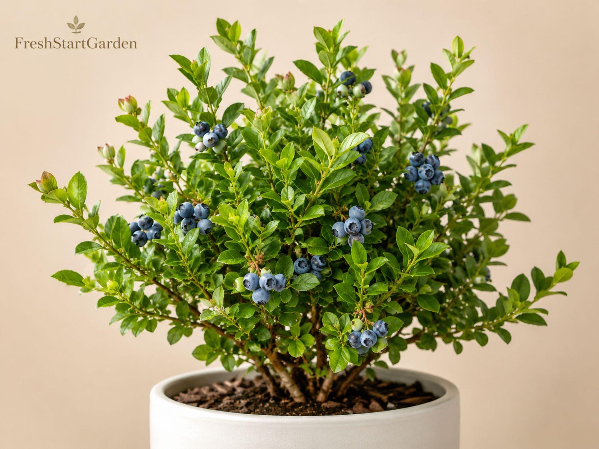 Top Hat Dwarf Blueberry Starter Plant 3-4 Inch Vaccinium angustifolium Compact Patio Fruit Shrub for Edible Gardens