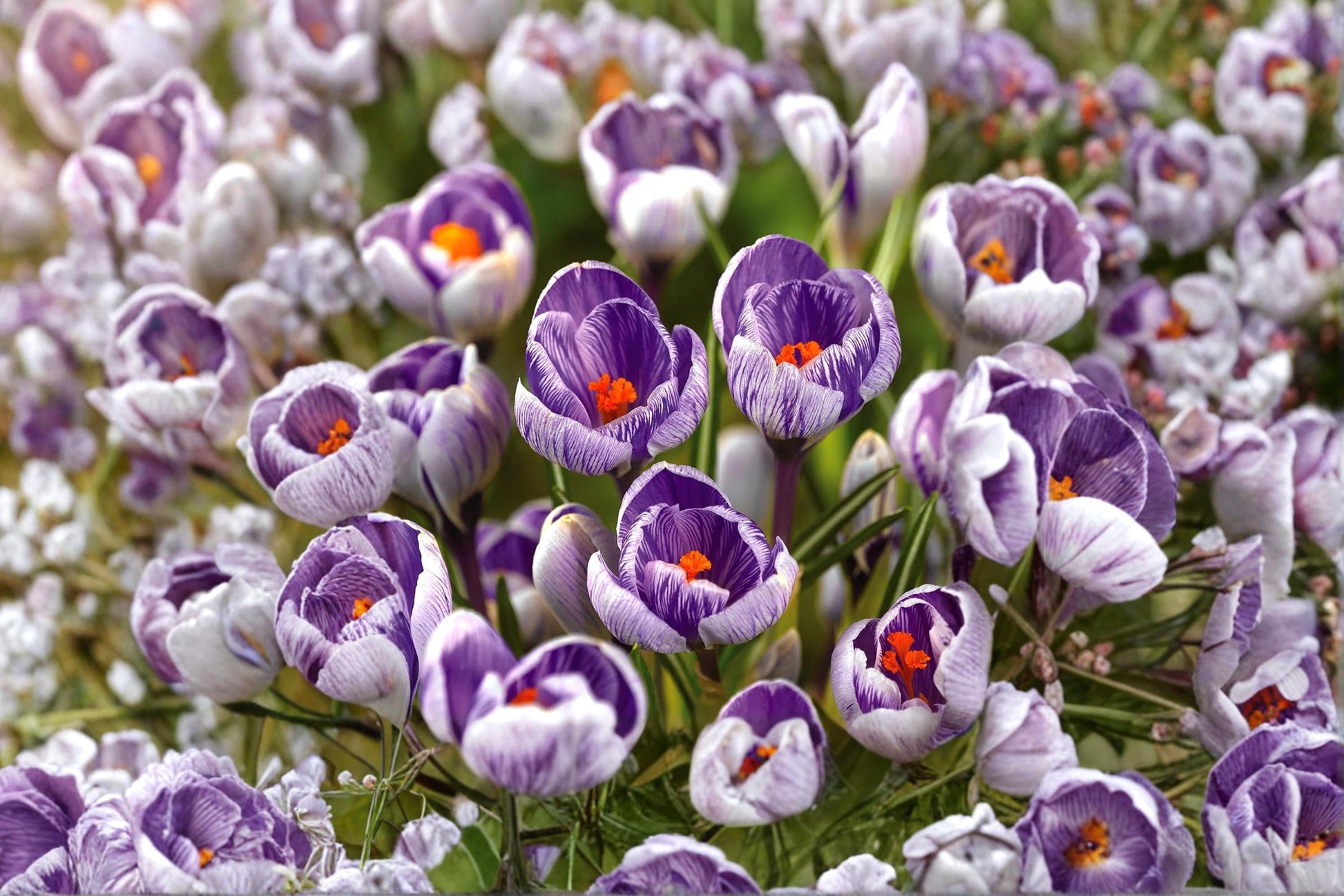Crocus Bulb 1 Count Striped Pickwick Purple & White Blooms Crocus vernus - Spring Flowering Garden Plant for Outdoor Planting
