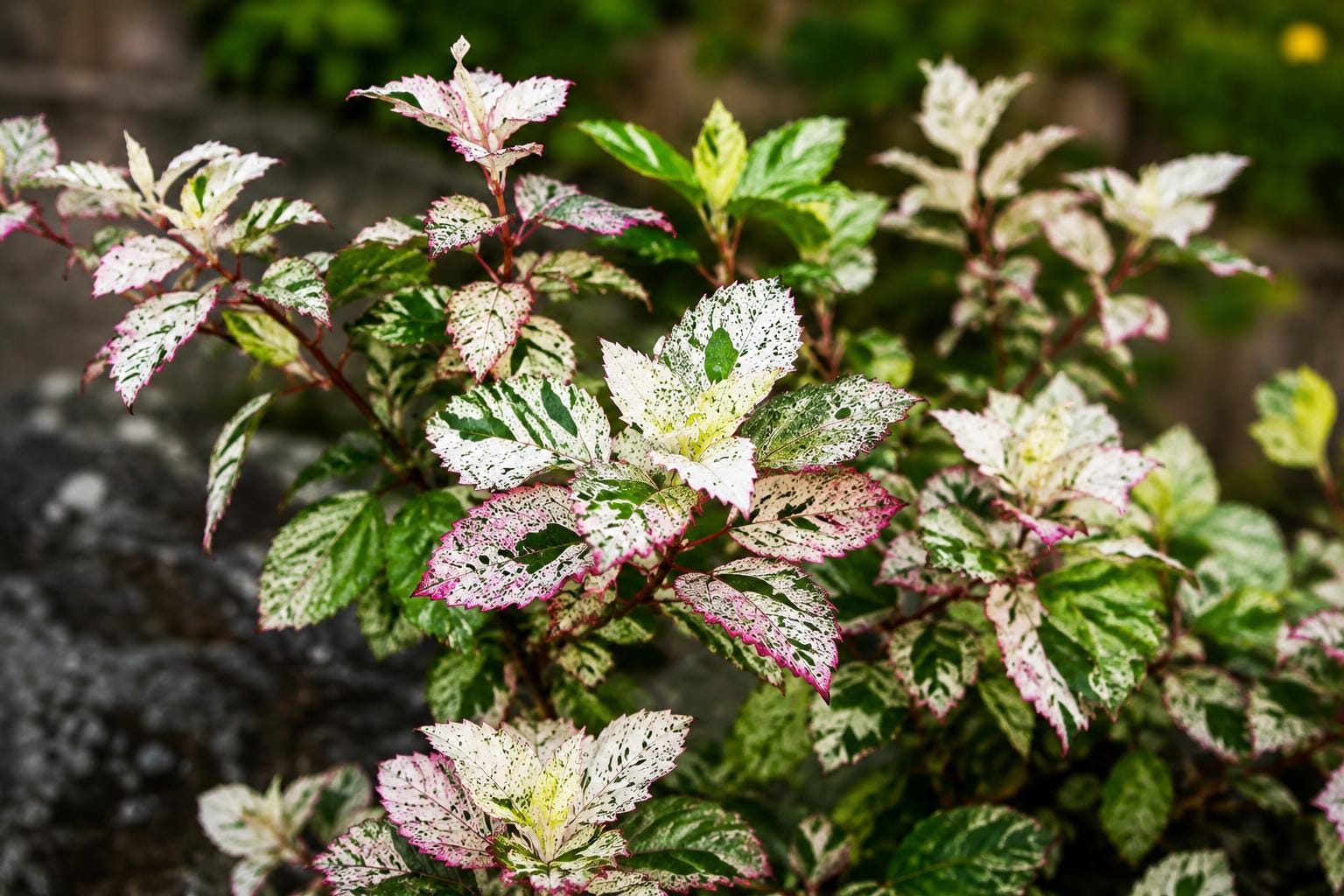 Tropical Hibiscus Plant 4-inch Variegated Leaves Red Flowers Hibiscus rosa-sinensis 'Aussie Queen'