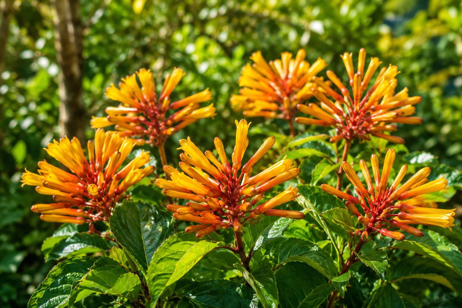 African Mexican Firebush Plant - Yellow Orange - Hamelia patens - Attracts Butterflies & Hummingbirds - Drought Tolerant