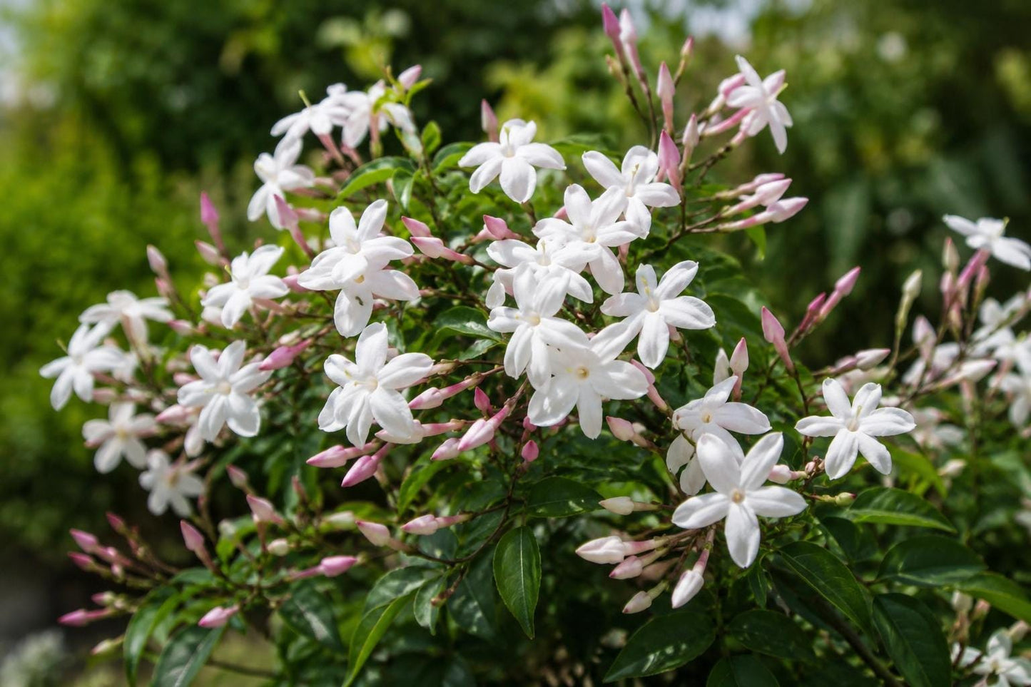 Jasmine Plant 6-10" Pink Polyanthum Fragrant Vine - Jasminum polyanthum, Easy to Grow Climbing Flowering Vine