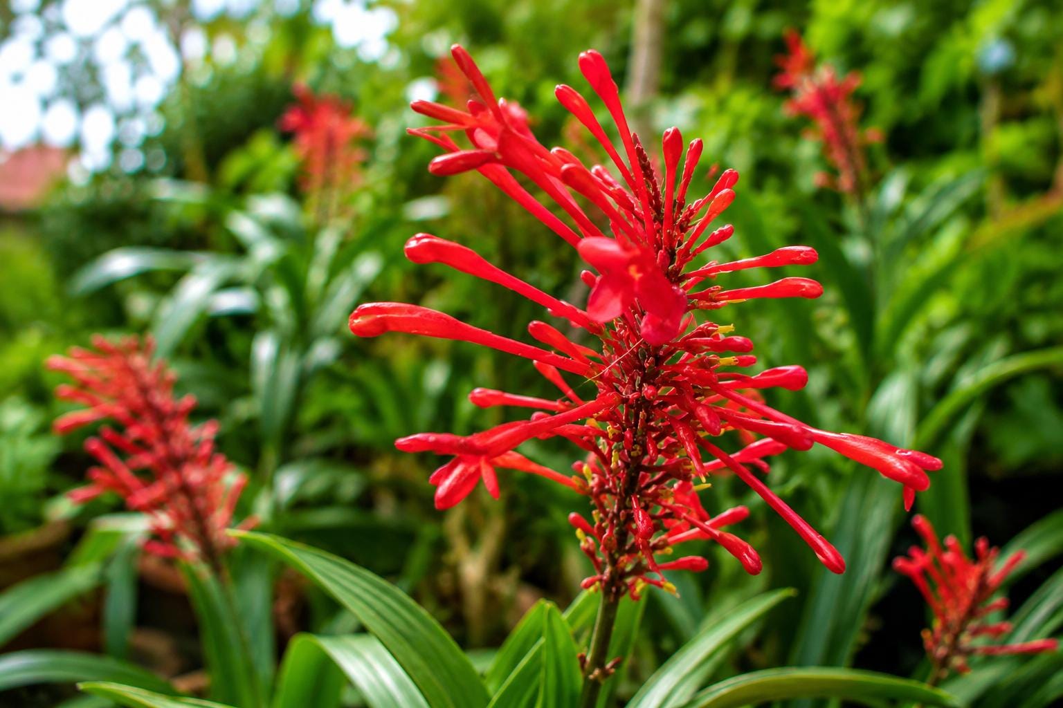 Red Firespike Plant - Evergreen Perennial - Attracts Hummingbirds & Butterflies - Odontonema strictum - Florida Native