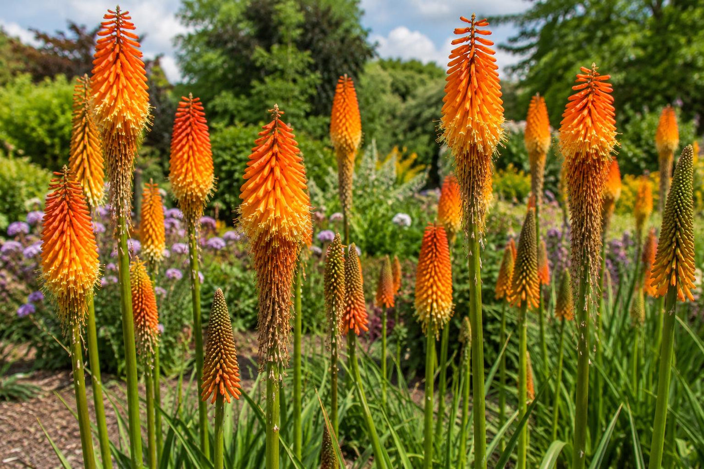 Red Hot Poker Plant - Live Perennial - Orange Yellow Blooms - Kniphofia uvaria - Easy to Grow, Butterfly Attracting Garden Plant