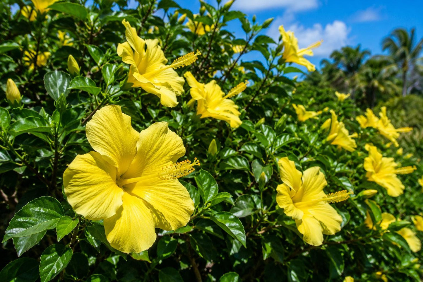 Tropical Hibiscus Plant - Fort Myers Yellow - Large Sunny Flowers - Hibiscus rosa-sinensis - Easy to Grow, Container Friendly