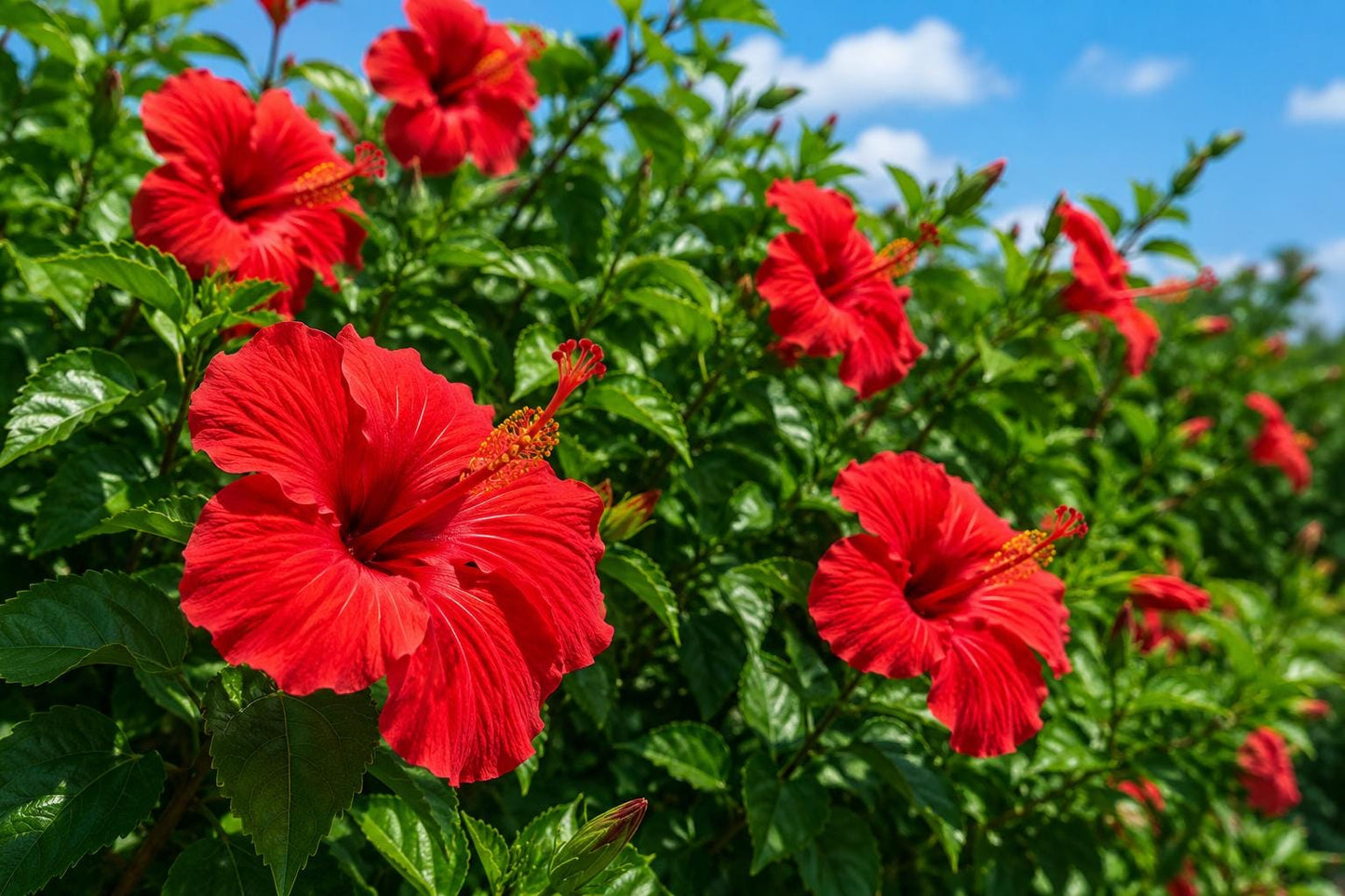 Tropical Hibiscus Plant - Brilliant Red - Large Single Flower - Hibiscus rosa-sinensis - Evergreen Garden Beauty