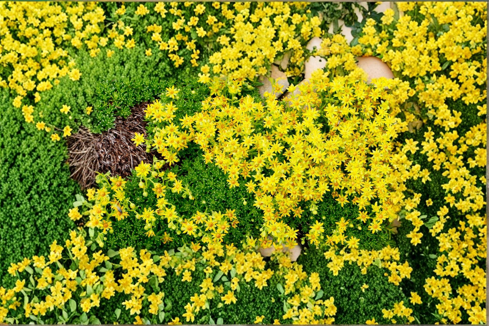 Yellow Acre Sedum Seeds - 200 Count - Ground Cover Succulent - Sedum acre - Yellow Flowers - Drought Tolerant Plant