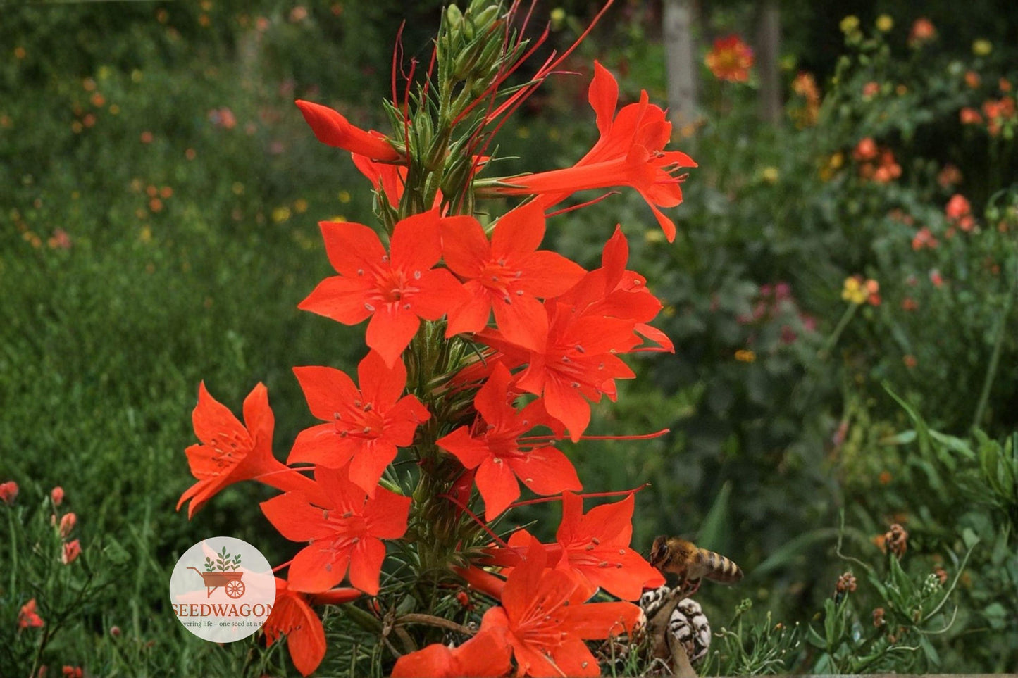 Standing Cypress Seeds 100 Count - Scarlet Red Wildflower, Ipomopsis rubra, Pollinator Friendly, Drought Tolerant, Biennial Perennial