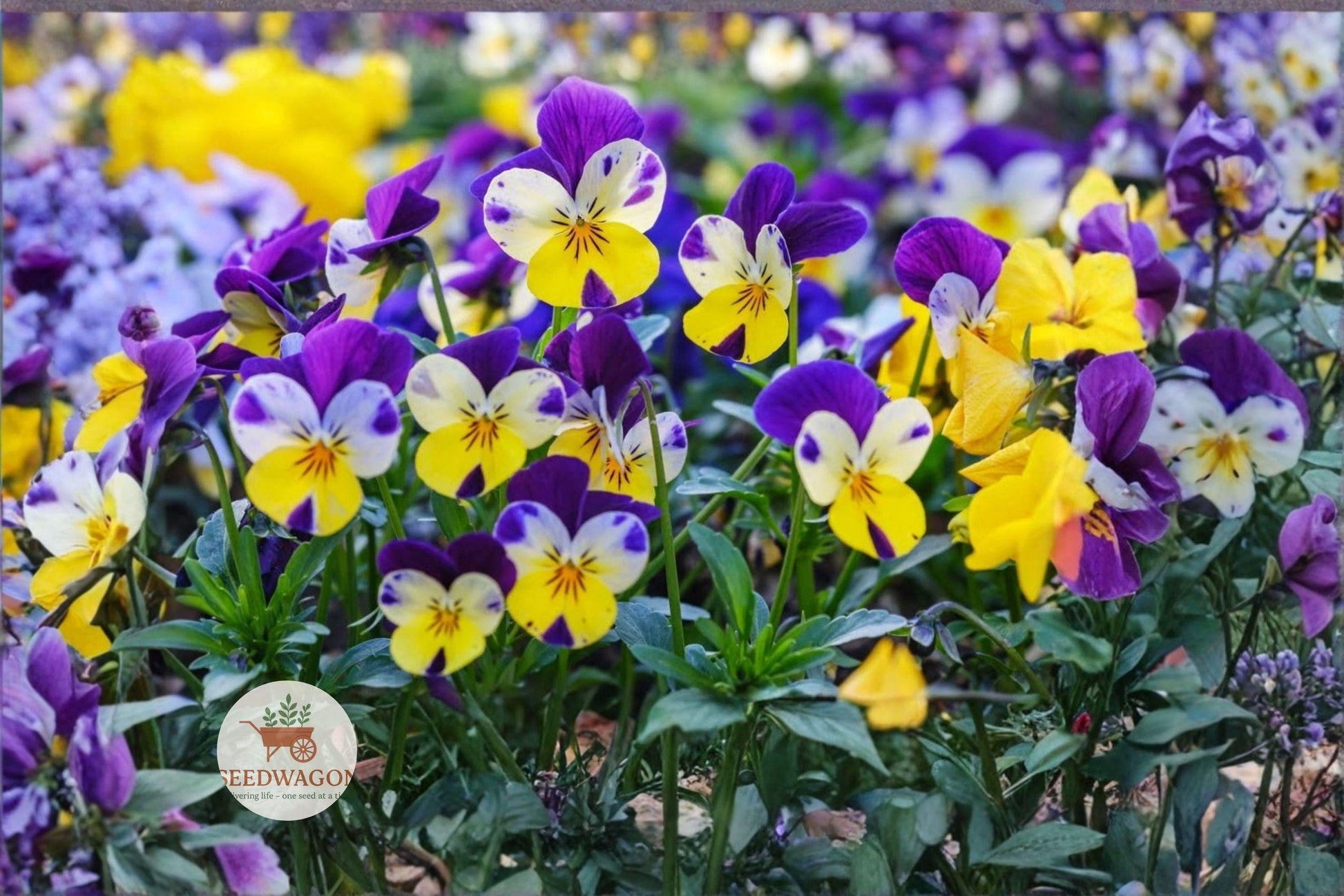 Helen Mount Johnny Jump Up Seeds - 100 Seeds Viola Tricolor - Compact Purple Yellow White Flowers for Borders & Containers