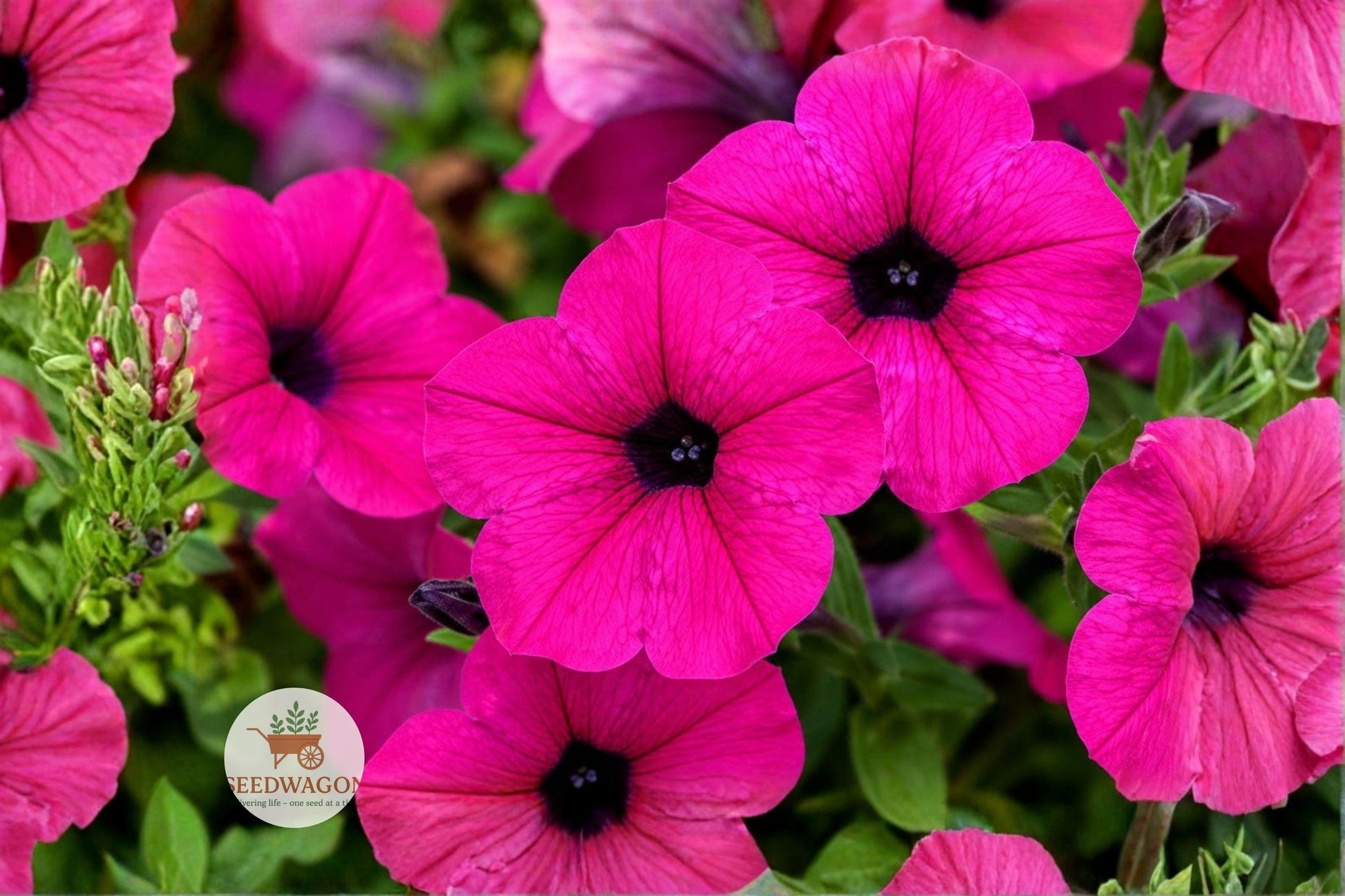 Shanin Wild Petunia Seeds, 100 Count, Purple Blooms, Pollinator Friendly, Petunia violacea - Easy Grow Annual Flower for Gardens