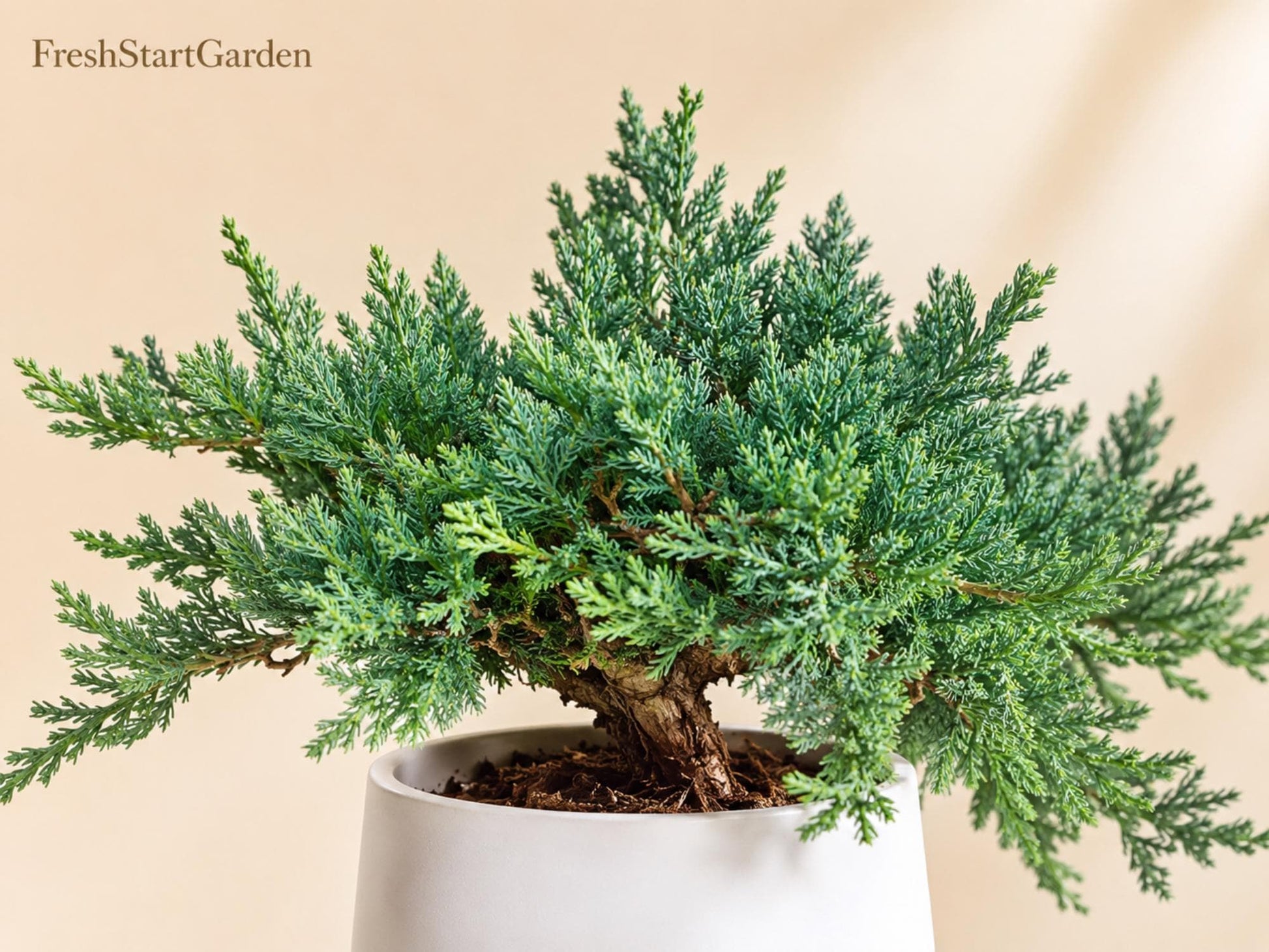 Blue Rug Juniper Plant 3-6" Silvery-Blue Evergreen Ground Cover Juniperus horizontalis 'Wiltonii' Low-Maintenance Landscaping