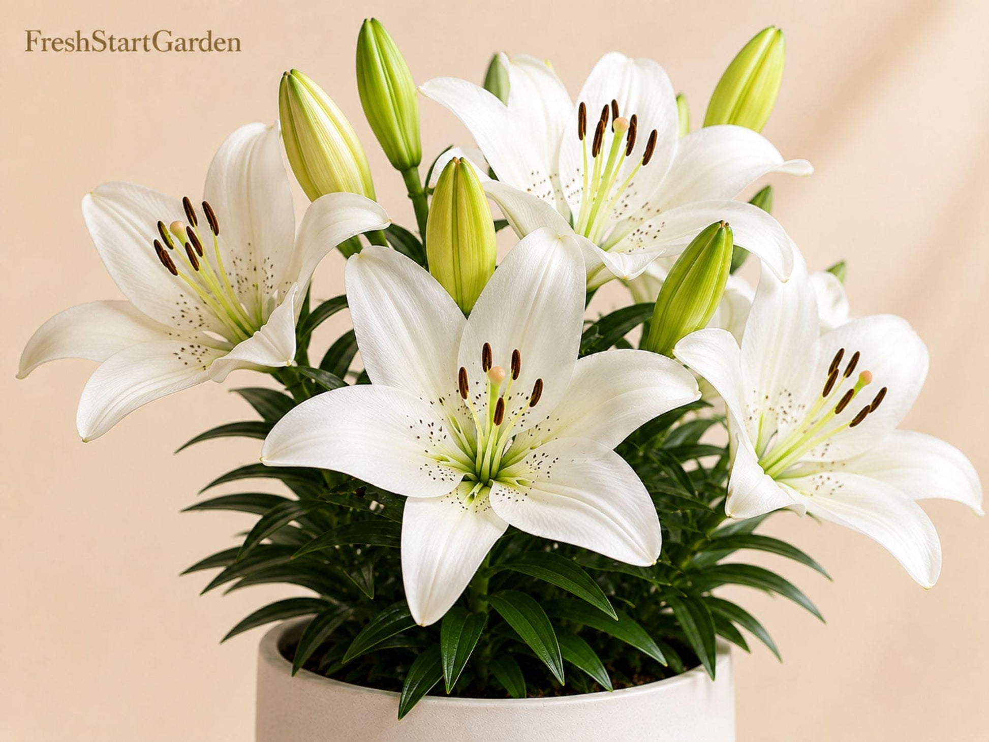 Navona White Asiatic Lily Bulbs - 5 Hardy Perennial Flower Bulbs - Lilium Asiaticum - Elegant White Blooms for Garden Borders