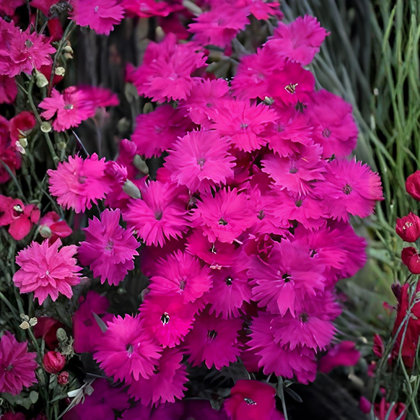 Neon Star Dianthus Live Starter Plant - Fragrant Pink Perennial Flower - Dianthus ‘Neon Star’ - Evergreen Garden Bloom
