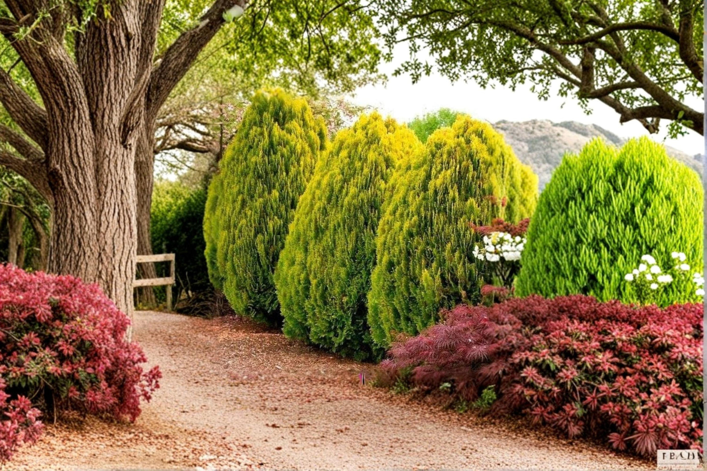 Golden Oriental Arborvitae Seeds - 30 Seeds Platycladus orientalis - Evergreen Tree for Landscape and Privacy Planting