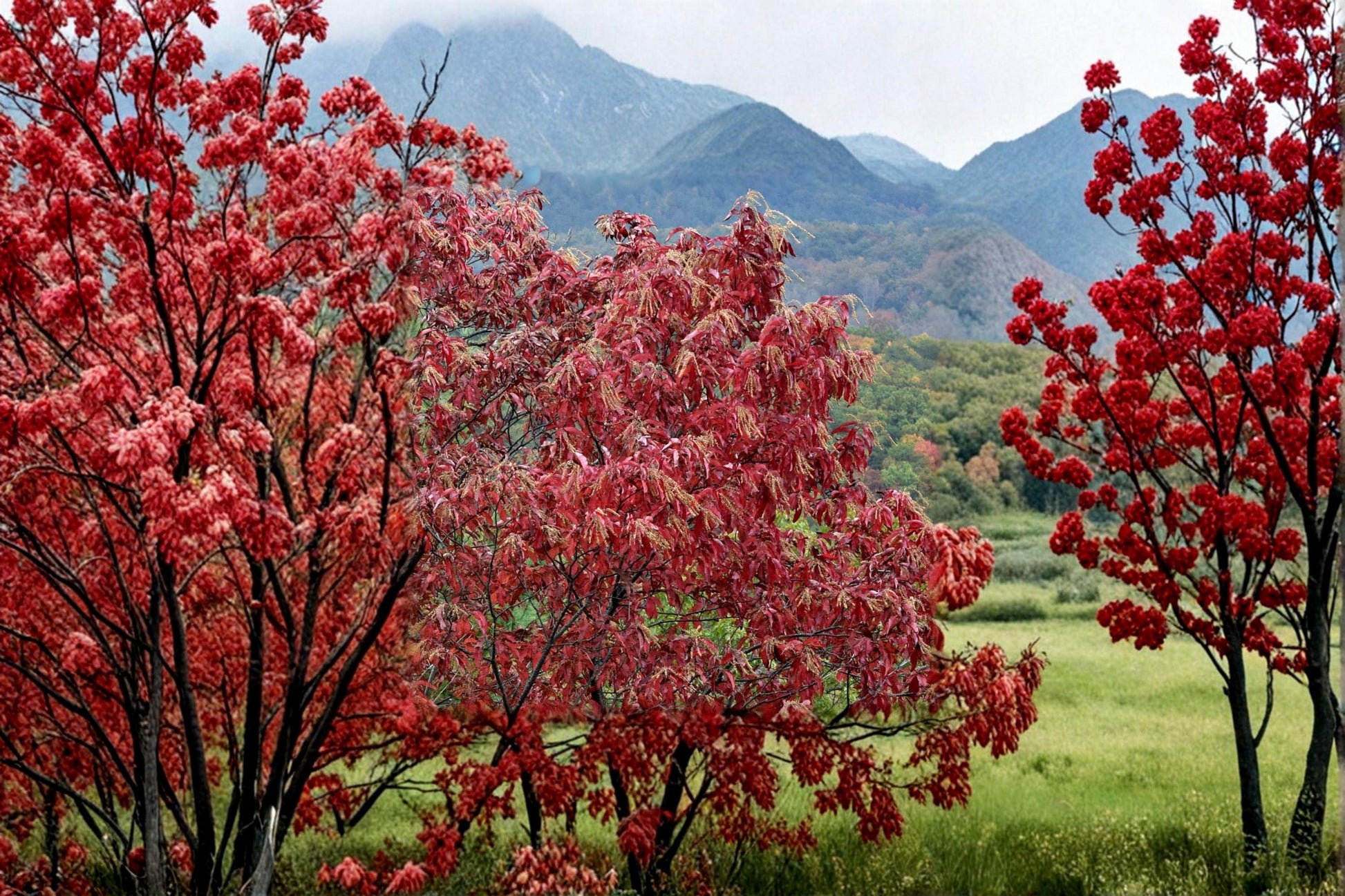Sourwood Tree Seedling - Oxydendrum arboreum - Deciduous Landscape Plant for Outdoor Gardens, Full Sun to Partial Shade