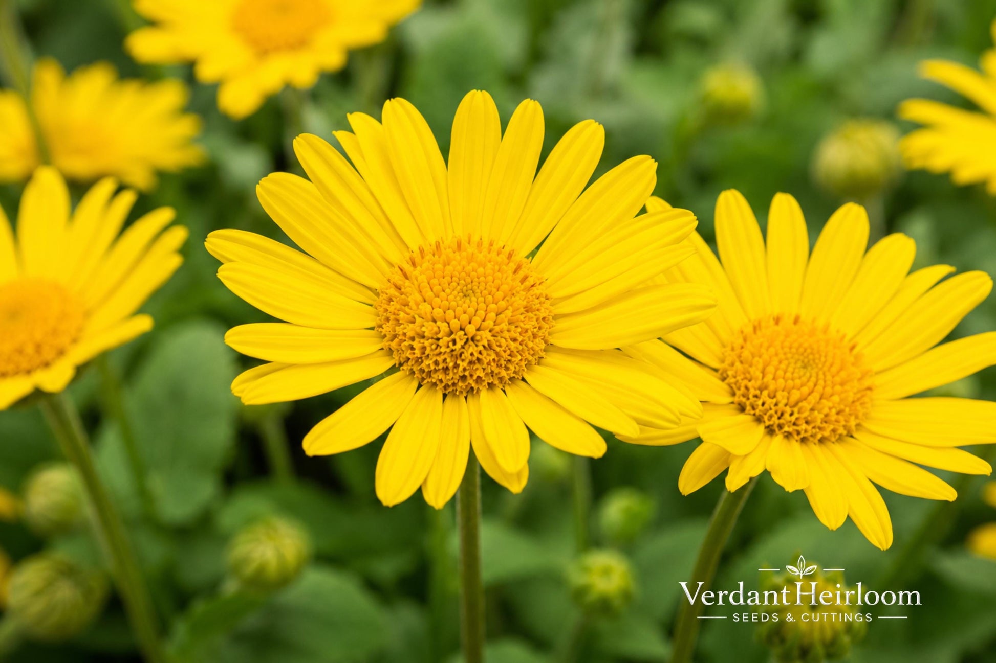 Leonardo Compact Leopard's Bane Live Plant - Yellow Daisy Perennial - Doronicum orientale 'Leonardo Compact' - 6+ Inches