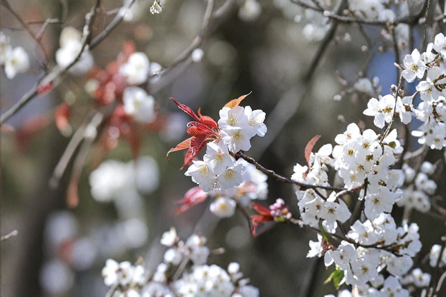 Cherry Tree Seeds - 10 Pack - White Flowering Cherry (Prunus serrulata) - Deciduous Tree for Garden & Landscape Planting