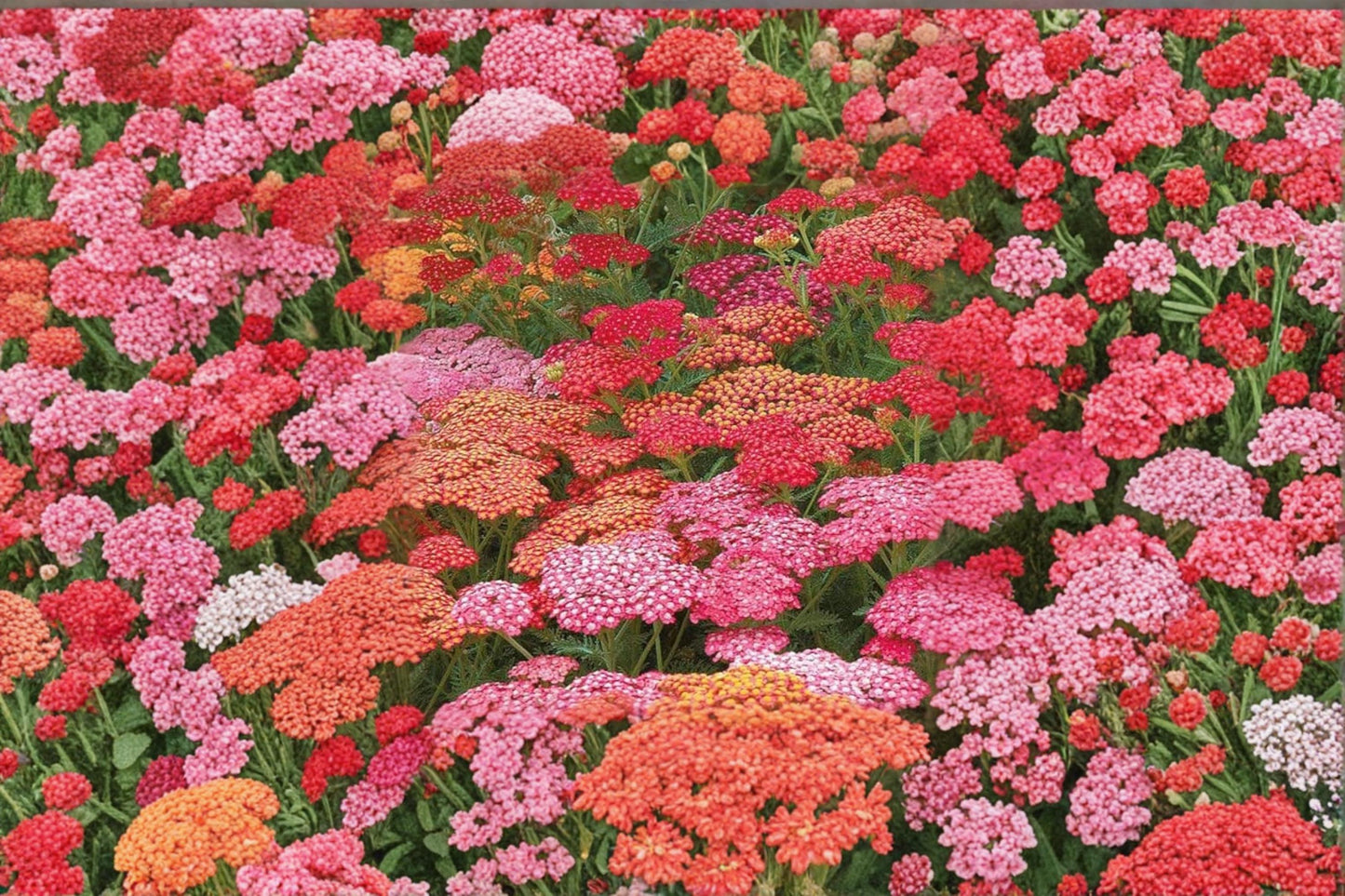 Yarrow Seeds 50 Pack - Bright Color Flowering Plant, Achillea millefolium, Perennial, Outdoor Garden, Drought Tolerant