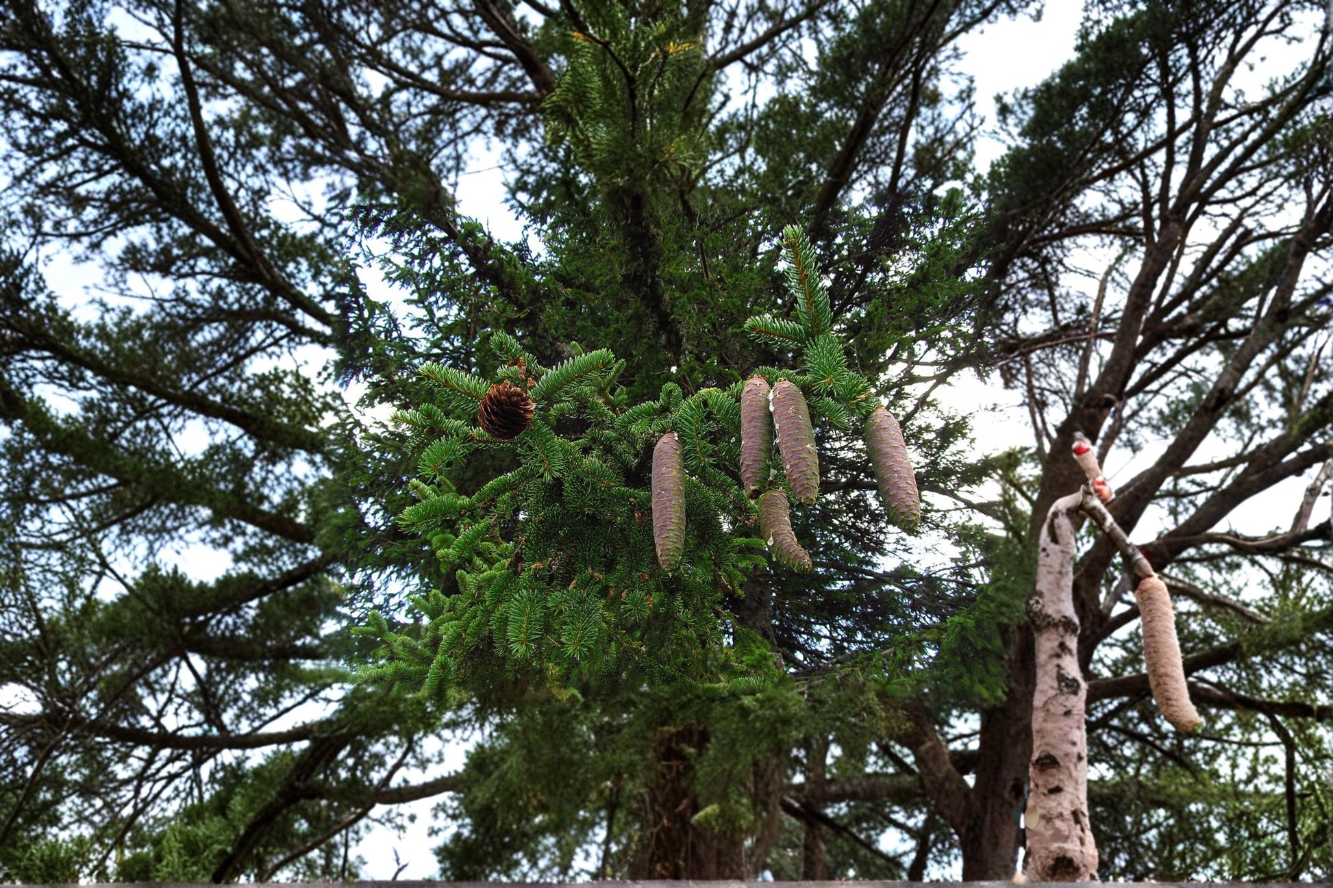Norway Spruce Seeds - 50 Pack - Picea abies - Evergreen Conifer for Landscaping & Windbreaks - Full Sun to Partial Shade