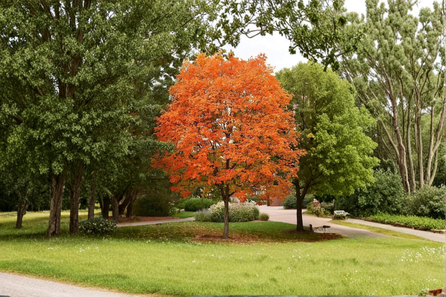 Sugar Maple Seedling - Acer saccharum - Live Deciduous Tree for Outdoor Planting, Lobed Leaves, Yellow-Orange Foliage