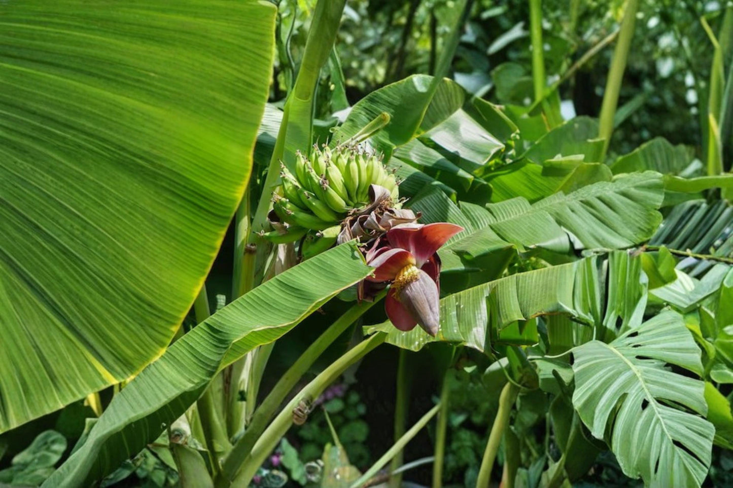 Darjeeling Banana Seeds - 5 Pack - Musa sikkimensis - Tropical Plant for Garden & Container - Large Foliage, Ornamental