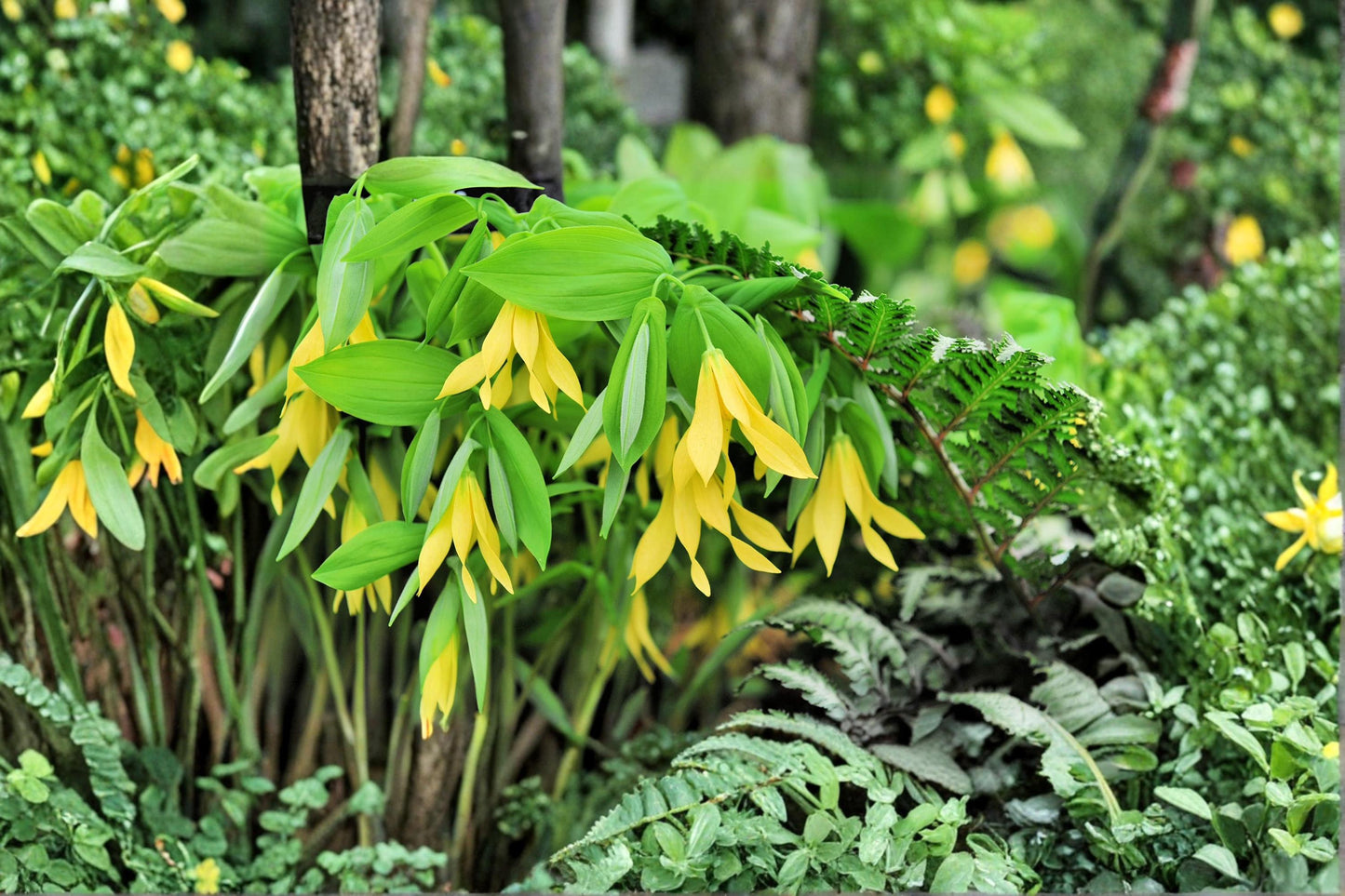 Bellwort Seeds - 10 Count - Uvularia grandiflora - Perennial Woodland Plant for Shade Gardens - Nodding Yellow Flowers
