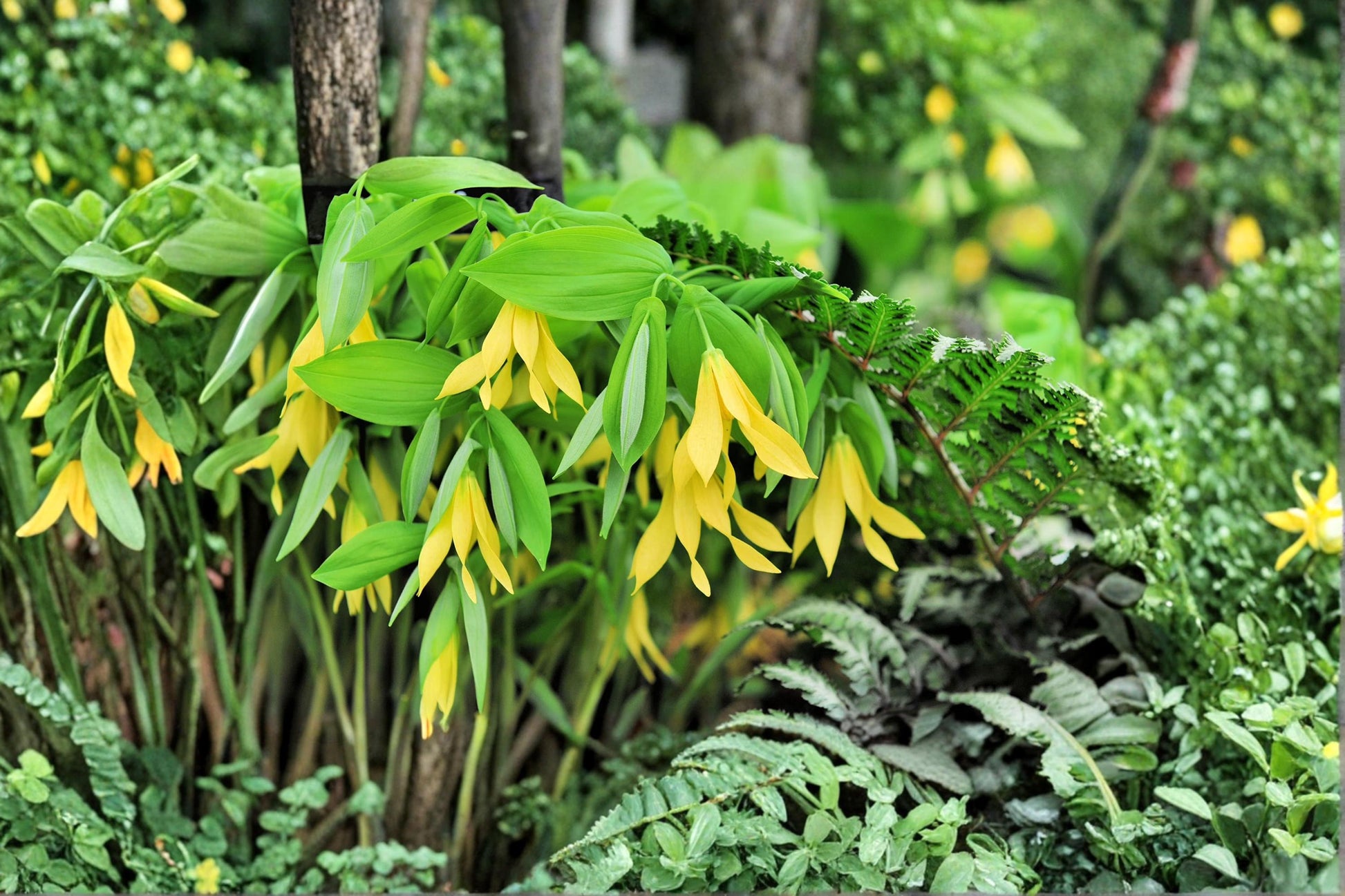 Bellwort Seeds - 10 Count - Uvularia grandiflora - Perennial Woodland Plant for Shade Gardens - Nodding Yellow Flowers