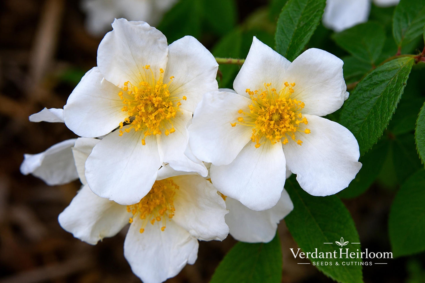 McKay's White Potentilla Live Plant - Compact Flowering Shrub with White Blooms - Potentilla fruticosa 'McKay's White'