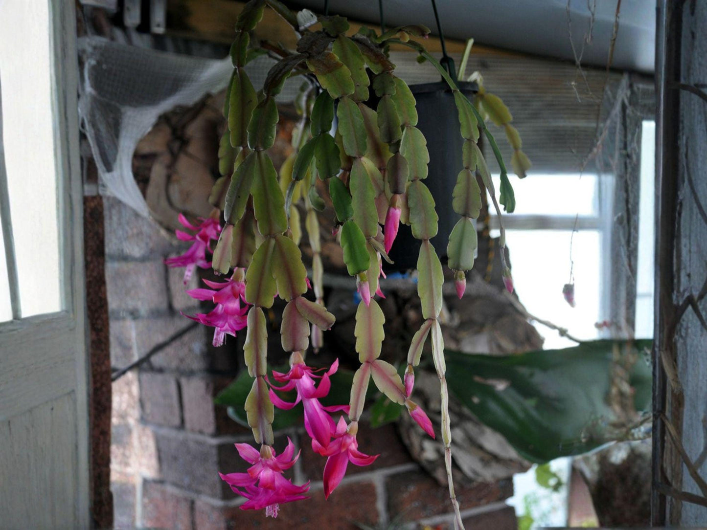 Proud Tina Christmas Cactus Starter Plant | Schlumbergera Truncata | Exotic Tropical Holiday Blooming Houseplant