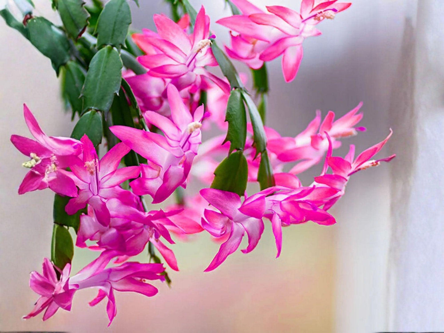 Roxanne Christmas Cactus Starter Plant | Schlumbergera Truncata | Exotic Blooming Tropical Houseplant | Easy-Care Indoor Plant