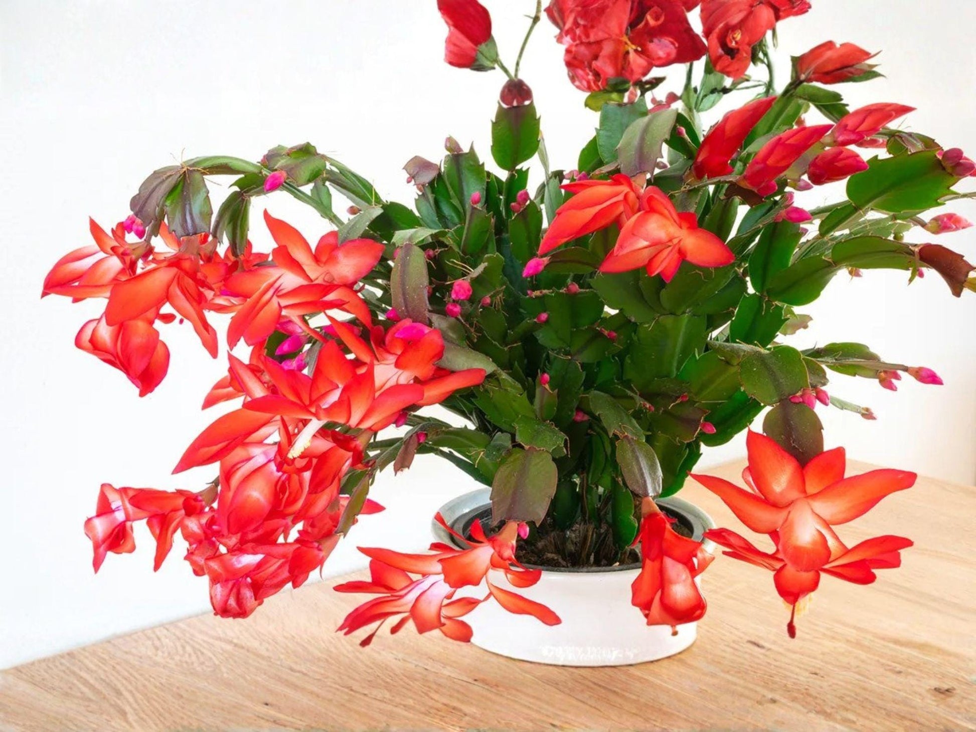 Japanese Dream Christmas Cactus Starter Plant | Schlumbergera Truncata | Exotic Blooming Indoor Houseplant