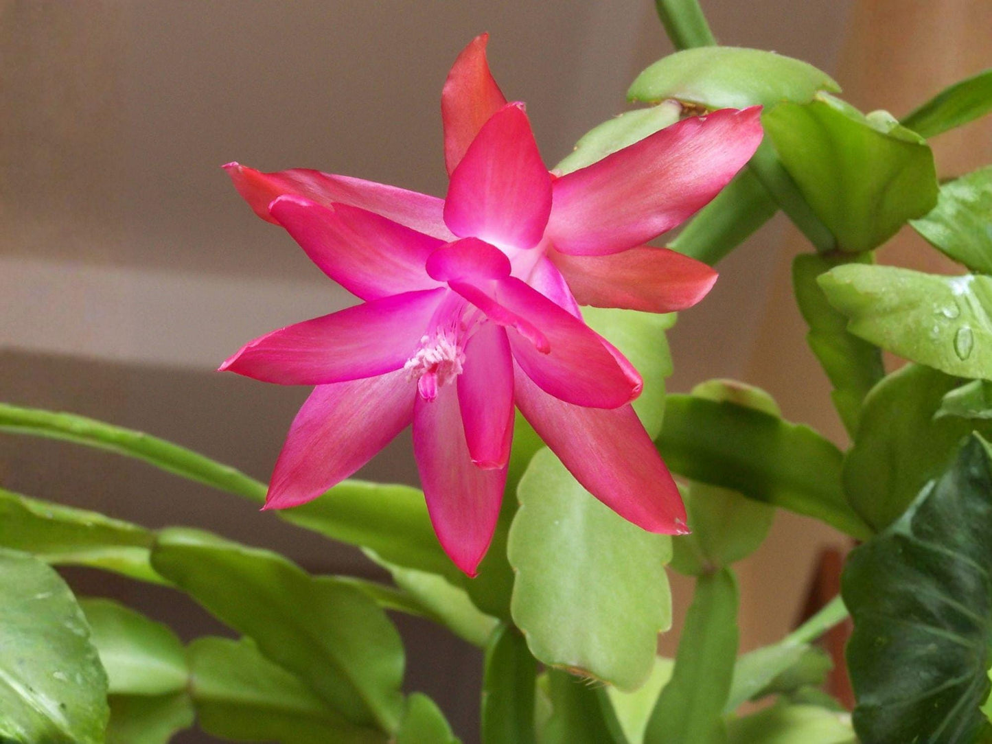 Satin Beauty Christmas Cactus Starter Plant | Schlumbergera Truncata | Tropical Holiday Bloomer | Easy Care Houseplant
